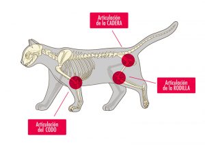 Dor articular em felinos