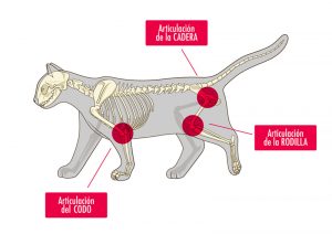 Gatos 'anões' sofrem com dores articulares e têm expectativa de