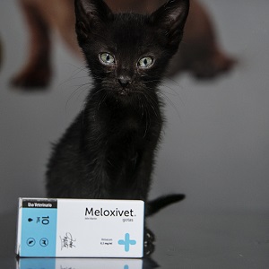 Meloxicam in cats